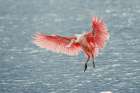 Roseate spoonbill landing-Merritt Island National Wildlife Refuge-Florida Art Print